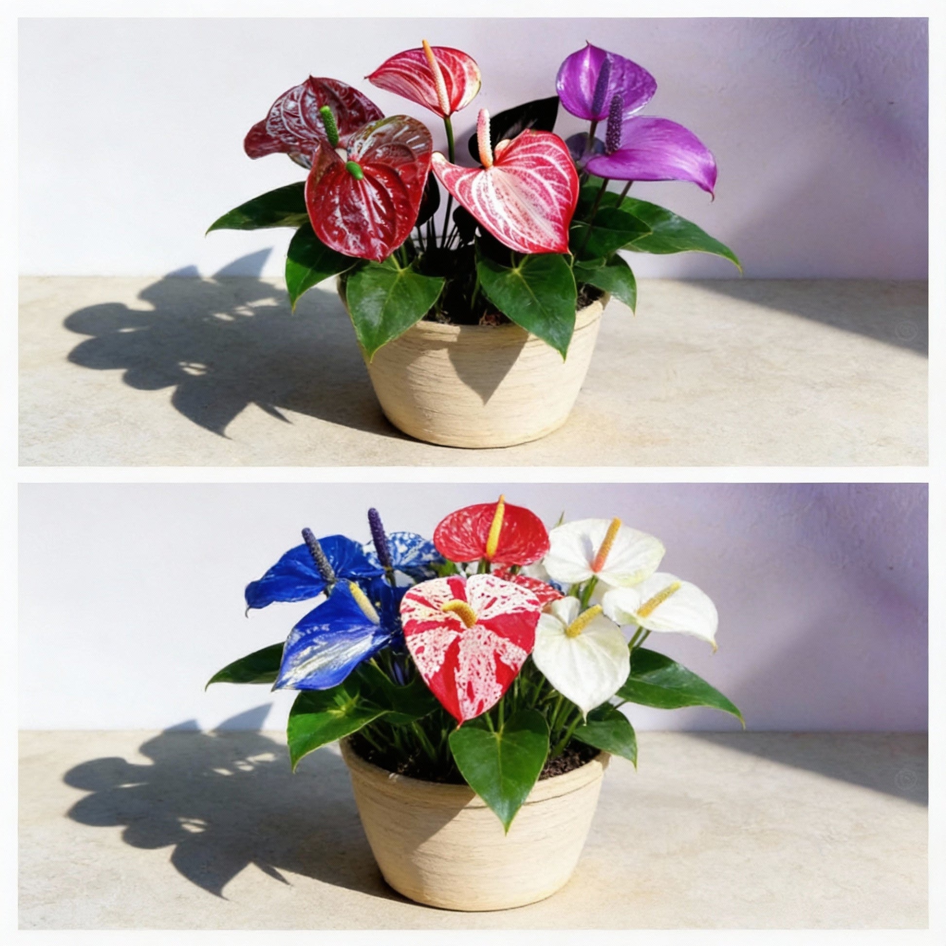 Non-gmo anthurium blume samen