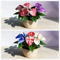 Non-gmo anthurium blume samen