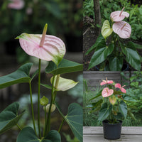 Ornamental anthurium pflanze with light rosa blooms