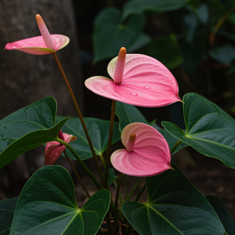 Light rosa anthurium samen for anpflanzung