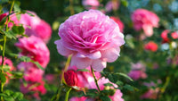 Light rosa rose blumen for bouquet