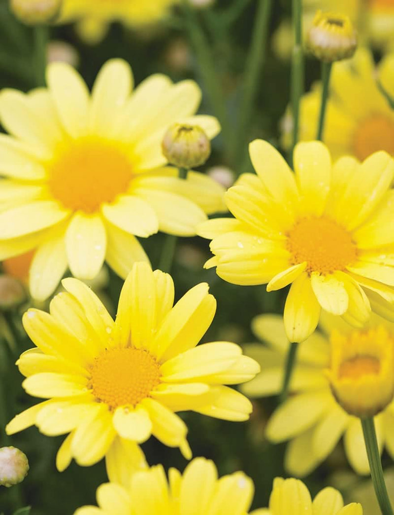 Light gelb bellis perennis blume samen for anpflanzung