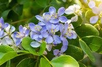 Blau lignum vitae flowering samen for gardens