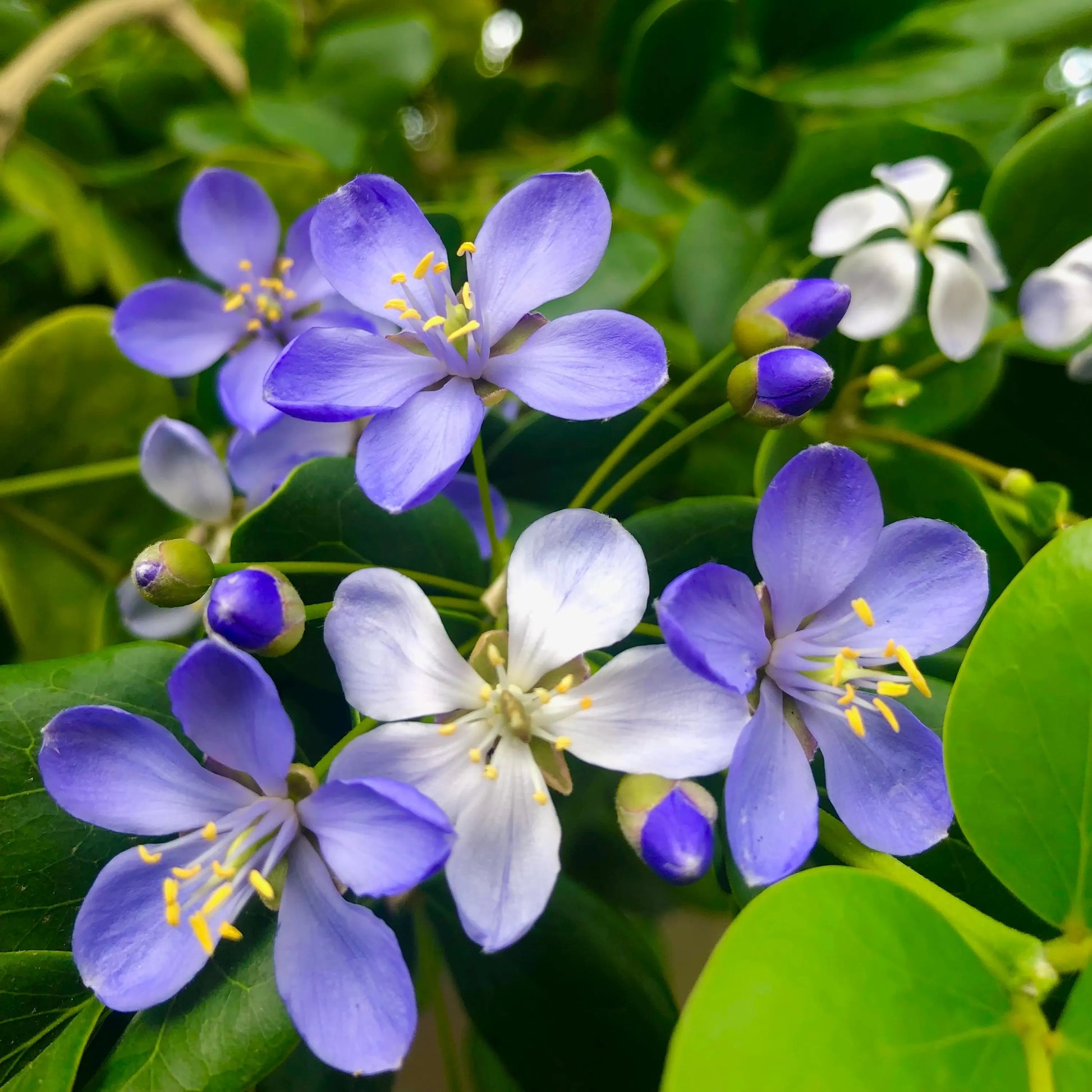 Non gmo blau lignum vitae samen