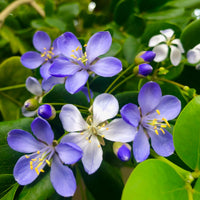 Non gmo blau lignum vitae samen
