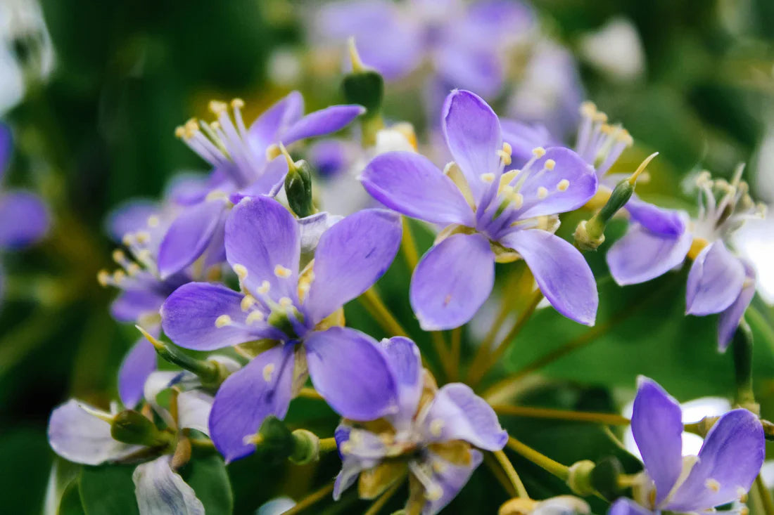 Ornamental blau lignum vitae samen for landscapes