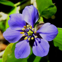 Blau lignum vitae samen for anpflanzung