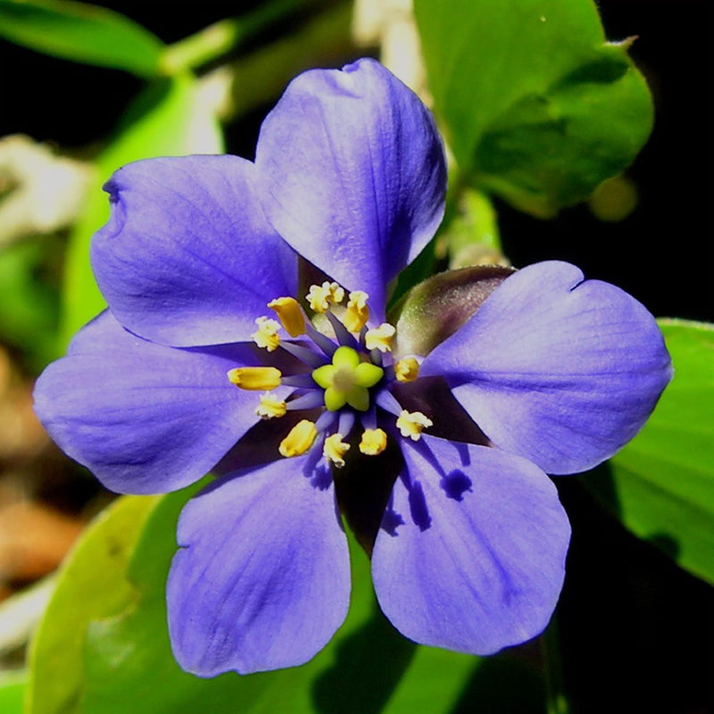 Blau lignum vitae samen for anpflanzung