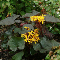 Brittmarie (brittmarie craw) samen for anpflanzung in home garten