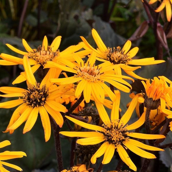 BrittMarie Craw Blumensamen zur Aussaat Anzucht Traditionssorte & ohne Gentechnik Samen Hausgarten