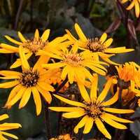BrittMarie Craw Blumensamen zur Aussaat Anzucht Traditionssorte & ohne Gentechnik Samen Hausgarten