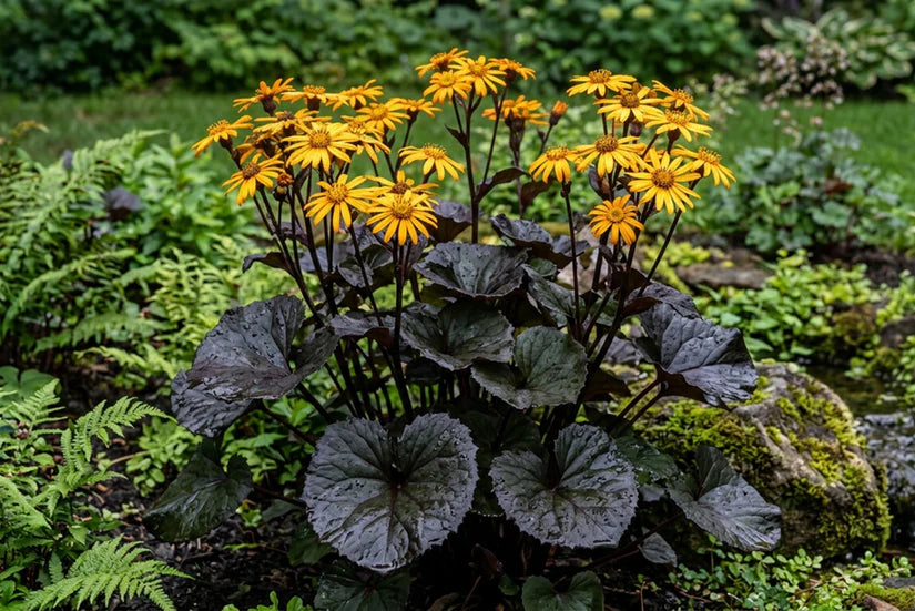 Ligularia Dentata Blumensamen zur Aussaat – Garten beliebt – Traditionssorte & ohne Gentechnik Samen Hausgarten