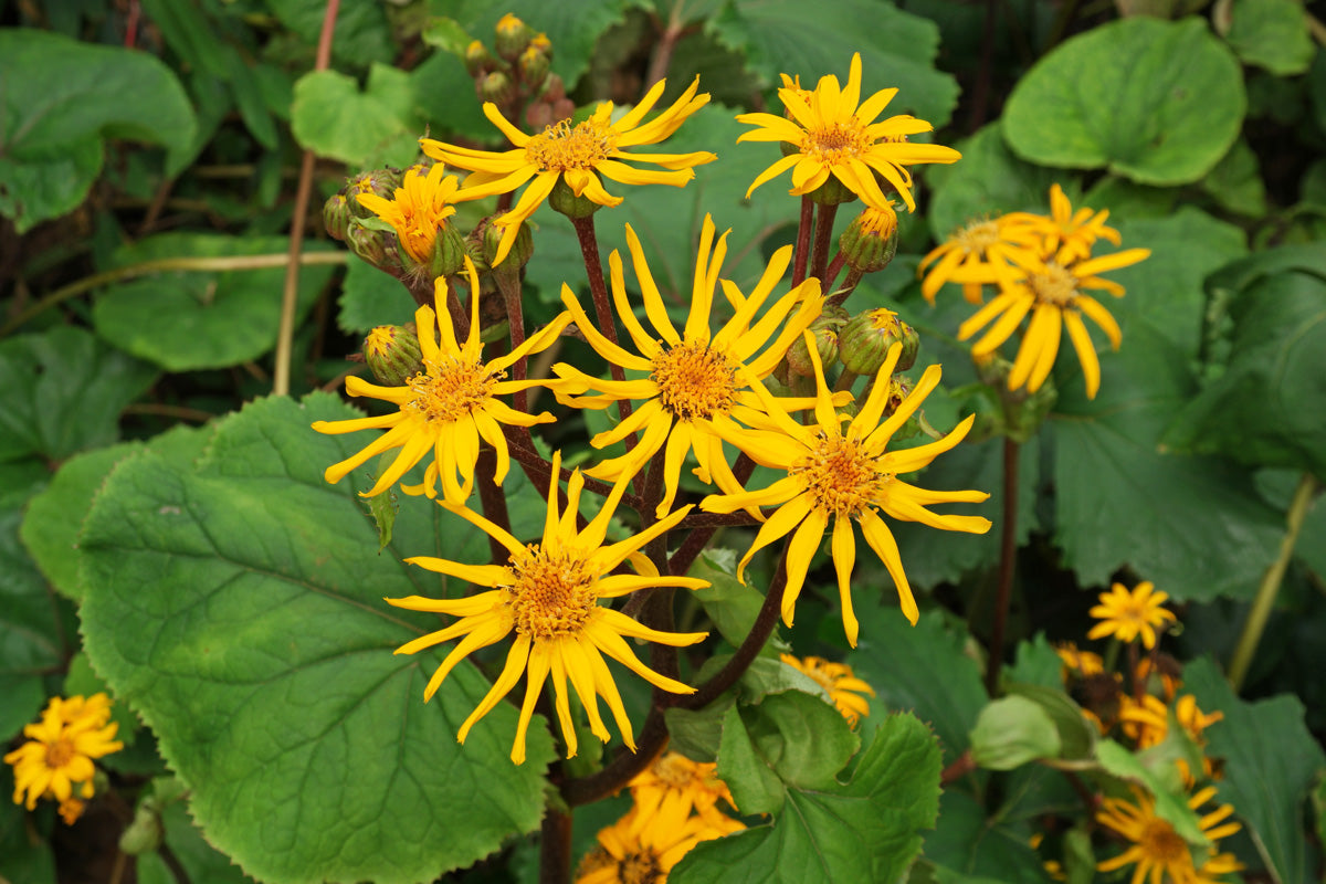 Ligularia dentata blume samen for anpflanzung shade tolerant heirloom & gmo free samen for home garten 
 
 sale for anpflanzung in home garten