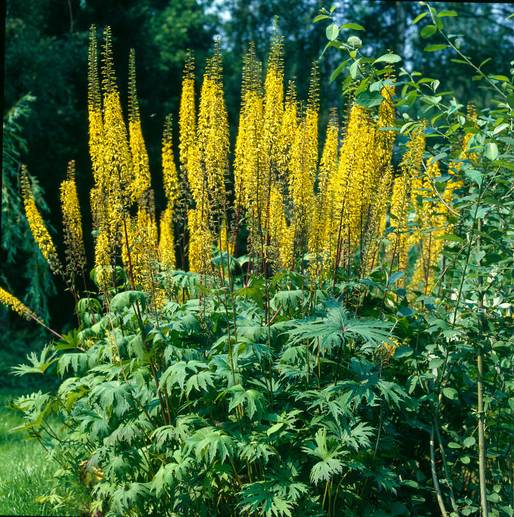 Ligularia Przewalskii Blumensamen zur Aussaat kompakt Wuchs Traditionssorte & ohne Gentechnik Samen Hausgarten