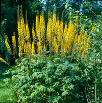 Ligularia Przewalskii Blumensamen zur Aussaat kompakt Wuchs Traditionssorte & ohne Gentechnik Samen Hausgarten