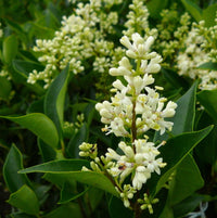 Weiß Ligustrum Blume Samen zur Aussaat üppig Foliage und duftend Blüten Garten