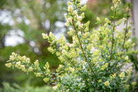 Ligustrum Blumensamen zur Aussaat – Anzucht – Traditionssorte & ohne Gentechnik Samen Hausgarten