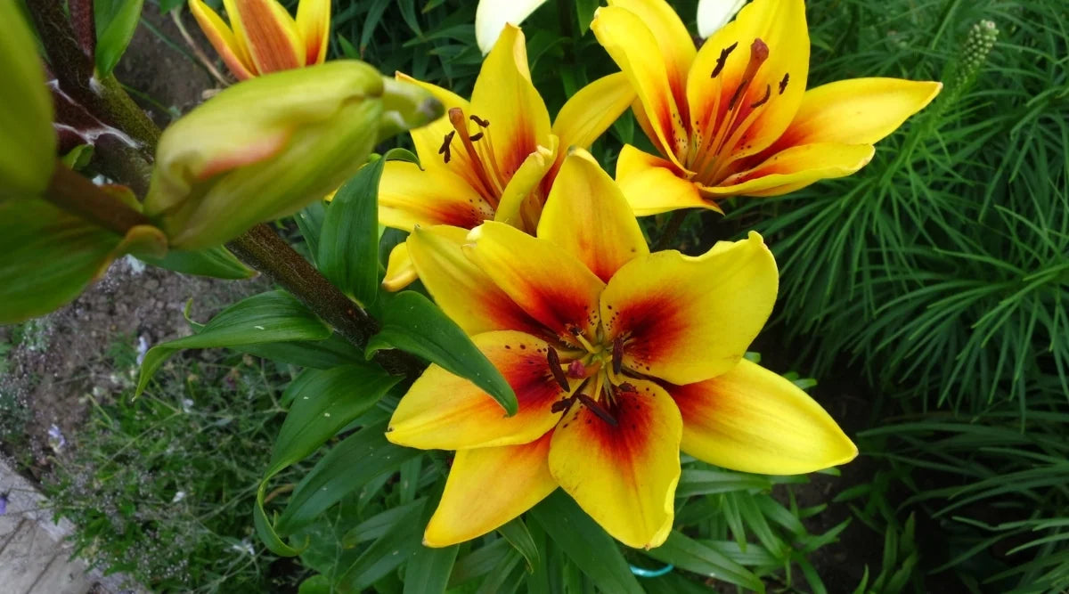 Gelb Rot Lilium Blumensamen zur Aussaat – robust Sorte – Traditionssorte & ohne Gentechnik Samen Hausgarten