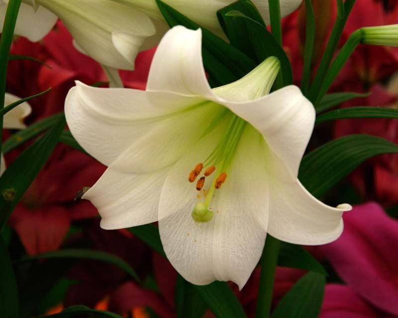 Lilium Longiflorum Blumensamen zur Aussaat hochwertige Qualitäts- Traditionssorte & ohne Gentechnik Samen Hausgarten