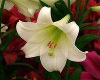 Lilium Longiflorum Blumensamen zur Aussaat hochwertige Qualitäts- Traditionssorte & ohne Gentechnik Samen Hausgarten