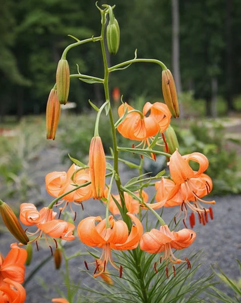 Lilium Martagon Blumensamen zur Aussaat – duftend Blüten – Traditionssorte & ohne Gentechnik Samen Hausgarten