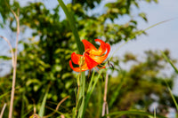 Lilium Pyrenaicum Blumensamen zur Aussaat – pflegeleicht – Traditionssorte & ohne Gentechnik Samen Hausgarten