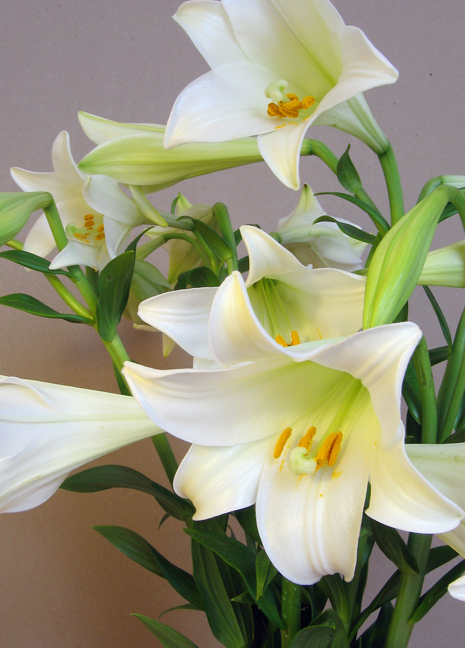 Lilium Longiflorum Blumensamen zur Aussaat hochwertige Qualitäts- Traditionssorte & ohne Gentechnik Samen Hausgarten