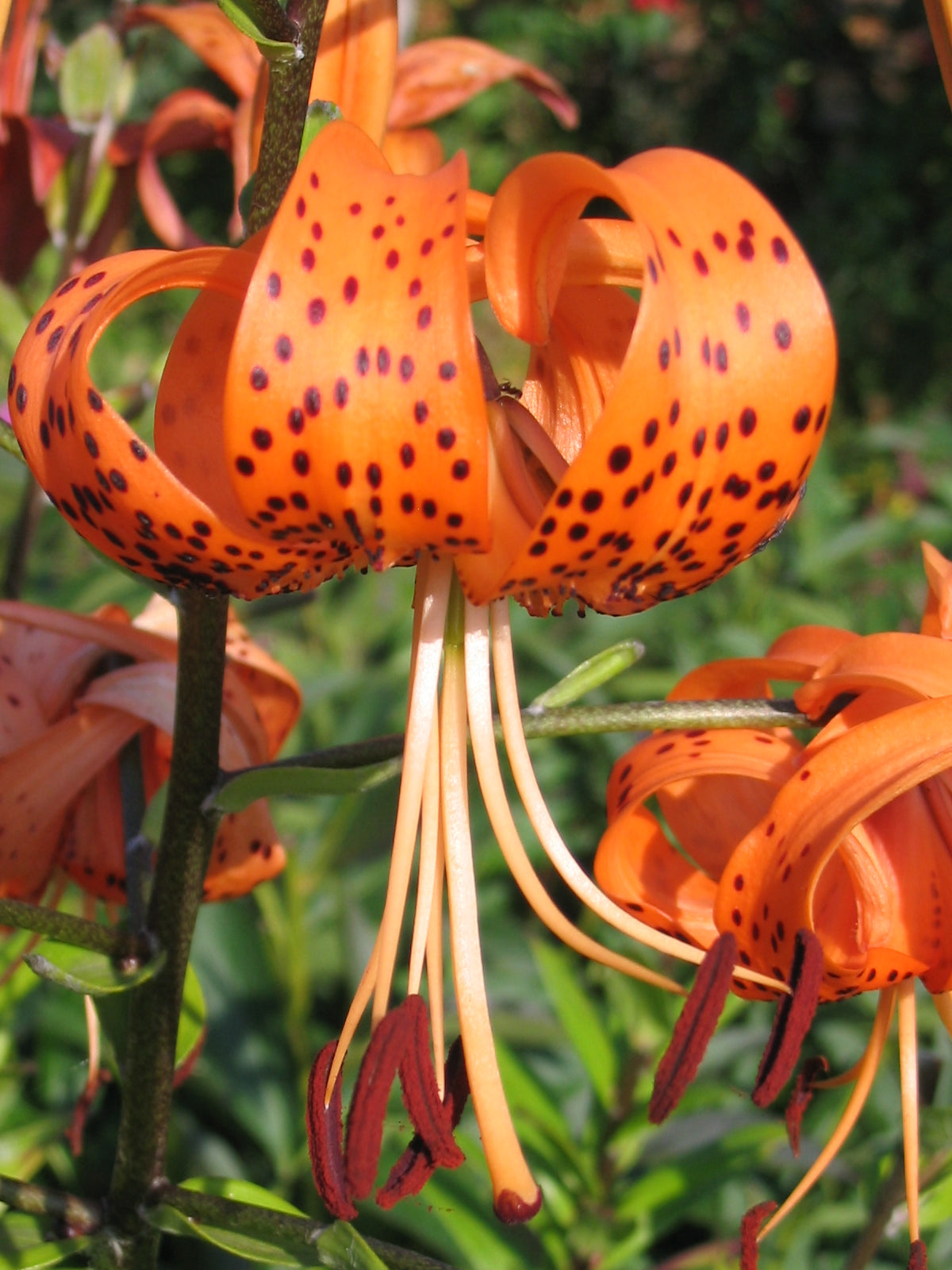 Lilium Pyrenaicum Blumensamen zur Aussaat – pflegeleicht – Traditionssorte & ohne Gentechnik Samen Hausgarten
