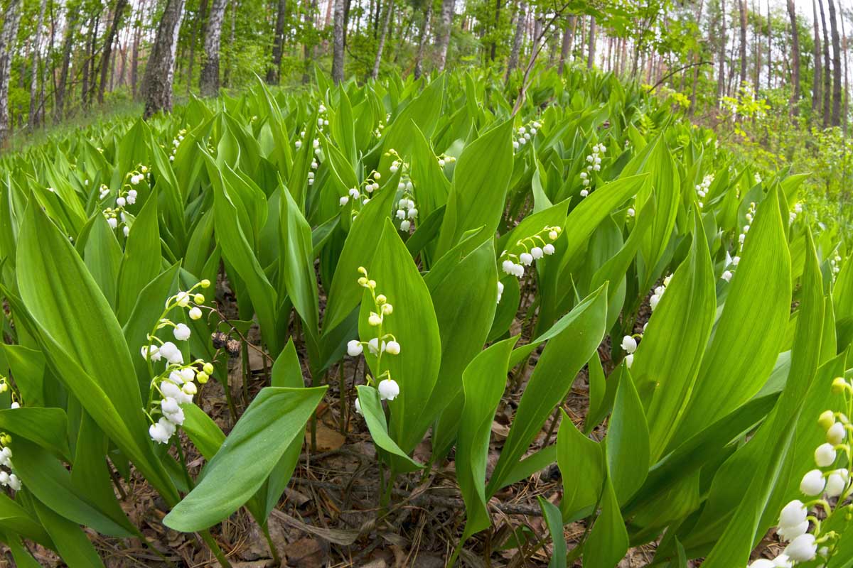 Non-gmo lily of the valley samen