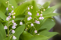 Ornamental lily of the valley pflanzen in garten