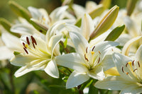 Weiß Ritterstern Barbados Samen zur Aussaat Landhaus Garten wichtig Traditionssorte & ohne Gentechnik Samen Hausgarten