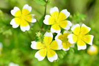 Non gmo limnanthes douglasii blume samen