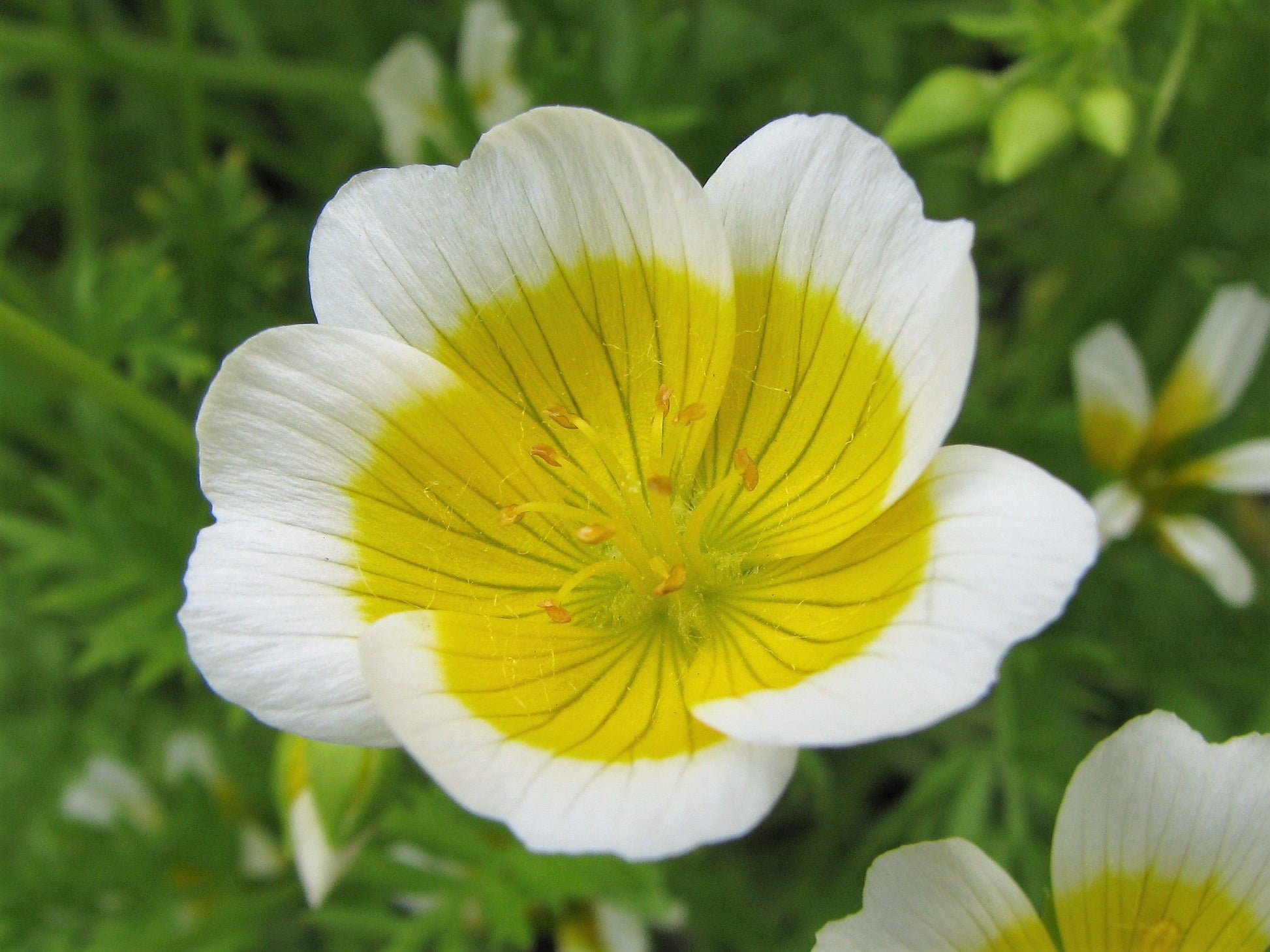 Limnanthes douglasii blume samen for anpflanzung