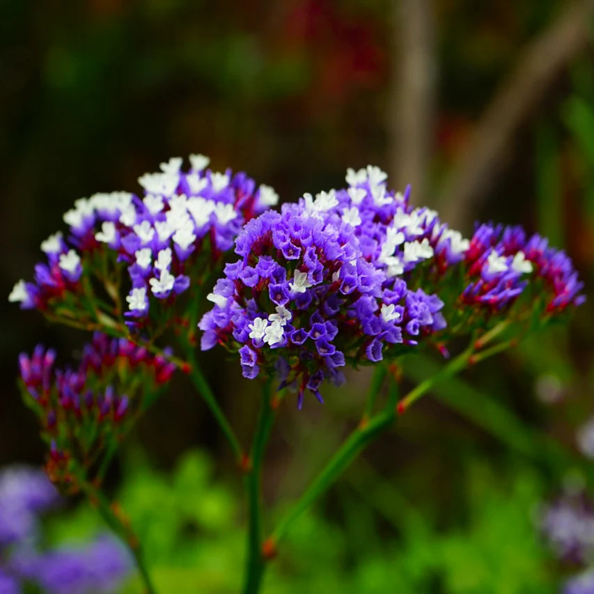 Traditionssorte Statice Blumensamen zur Aussaat leuchtend Traditionssorte & ohne Gentechnik Samen Hausgarten