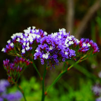 Traditionssorte Statice Blumensamen zur Aussaat leuchtend Traditionssorte & ohne Gentechnik Samen Hausgarten