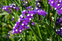 Non-gmo statice samen for gardening
