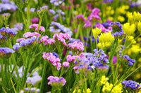 Statice Mischung Samen zur Aussaat leuchtend Blüten für Frühlingsgärten