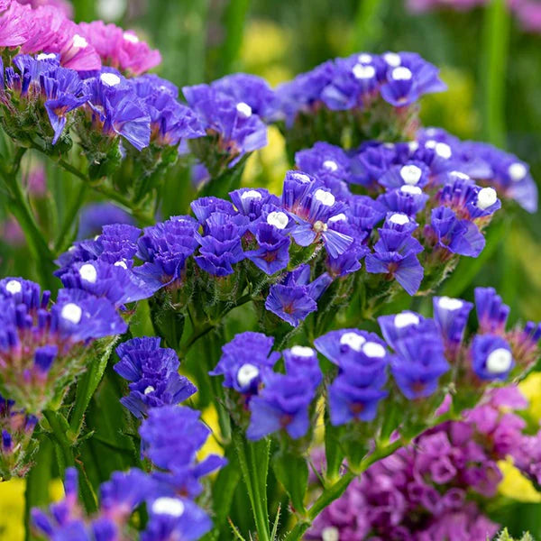 Limonium Sinuatum Blumensamen zur Aussaat – leuchtend – Traditionssorte & ohne Gentechnik Samen Hausgarten