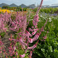Limonium Suworowii Blumensamen zur Aussaat Garten beliebt Traditionssorte & ohne Gentechnik Samen Hausgarten