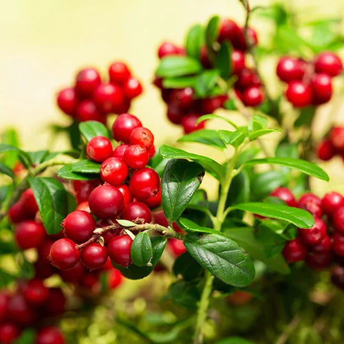 Preiselbeere Fruchtsamen für einfaches Anpflanzen