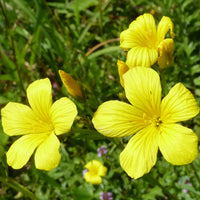 Gelb Flax Hybrid Blumensamen zur Aussaat – hochwertige Qualitäts- – Traditionssorte & ohne Gentechnik Samen Hausgarten