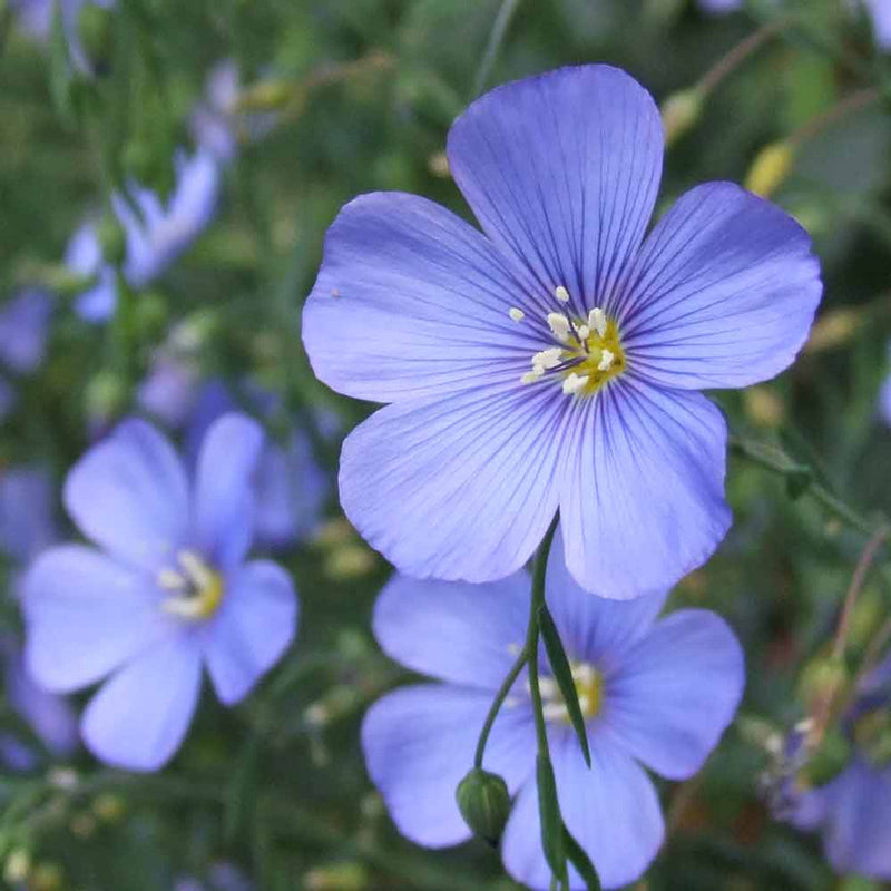 Linum lewisii blau blume samen for anpflanzung