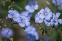 Ornamental blau linum samen for landscapes