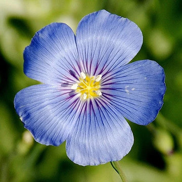 Blau linum samen for anpflanzung