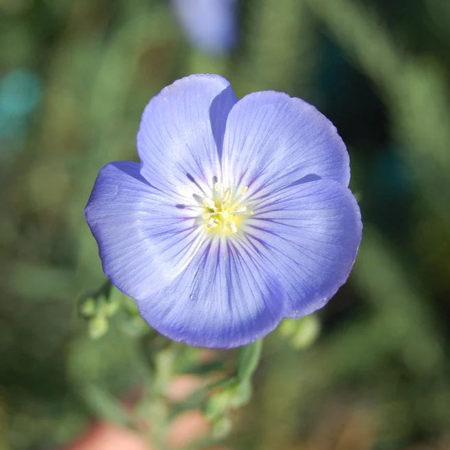 Blau Flax Blumensamen zur Aussaat – sonnenliebend – Traditionssorte & ohne Gentechnik Samen Hausgarten