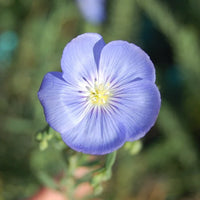 Blau Flax Blumensamen zur Aussaat – sonnenliebend – Traditionssorte & ohne Gentechnik Samen Hausgarten