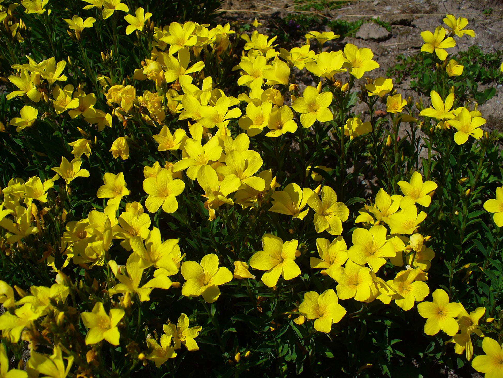 Gelb Flax Hybrid Blumensamen zur Aussaat – hochwertige Qualitäts- – Traditionssorte & ohne Gentechnik Samen Hausgarten