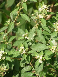 Grün Lippia Javanica Blumensamen zur Aussaat – leuchtend Blüten – Traditionssorte & ohne Gentechnik Samen Hausgarten