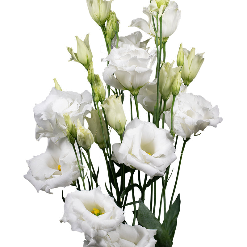 Weiß (weiß lisianthus) samen for anpflanzung in home garten