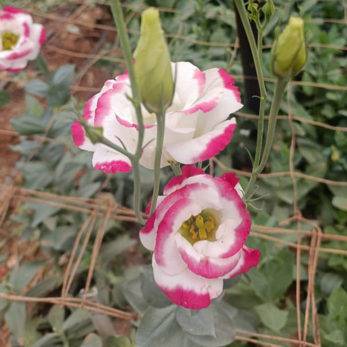 Lisianthus Blumensamen zur Aussaat – elegant Weiß und Rosa Blüten für Ihren Garten